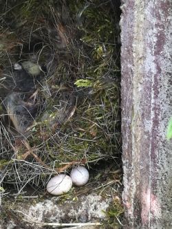Nistkasten mit 2 Eiern unter dem Nest Nistkasten mit 2 Eiern unter dem Nest